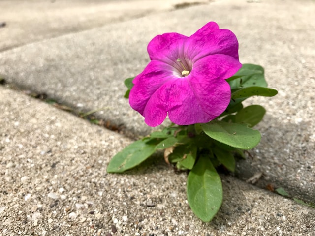 A vibrant flower growing out of a crack in a concrete sidewalk