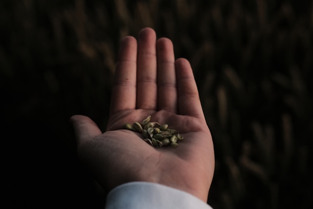 Open hands holding seeds ready for planting in a fertile field