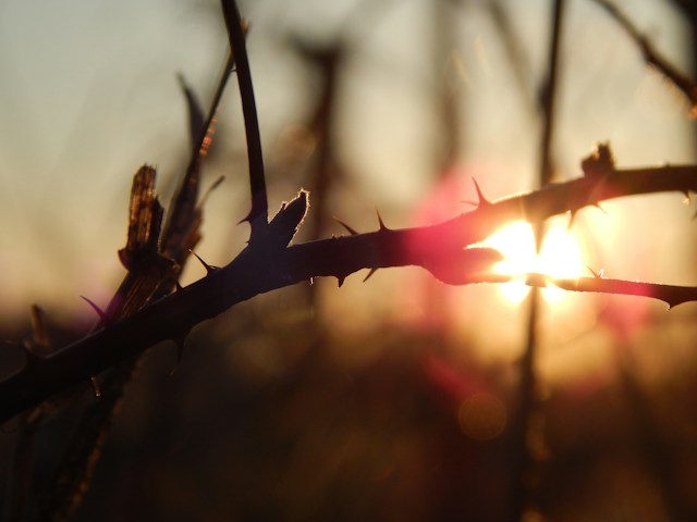 A subtle rose thorn contrasting against soft morning light