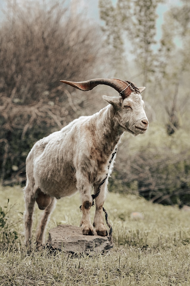 ram in a field